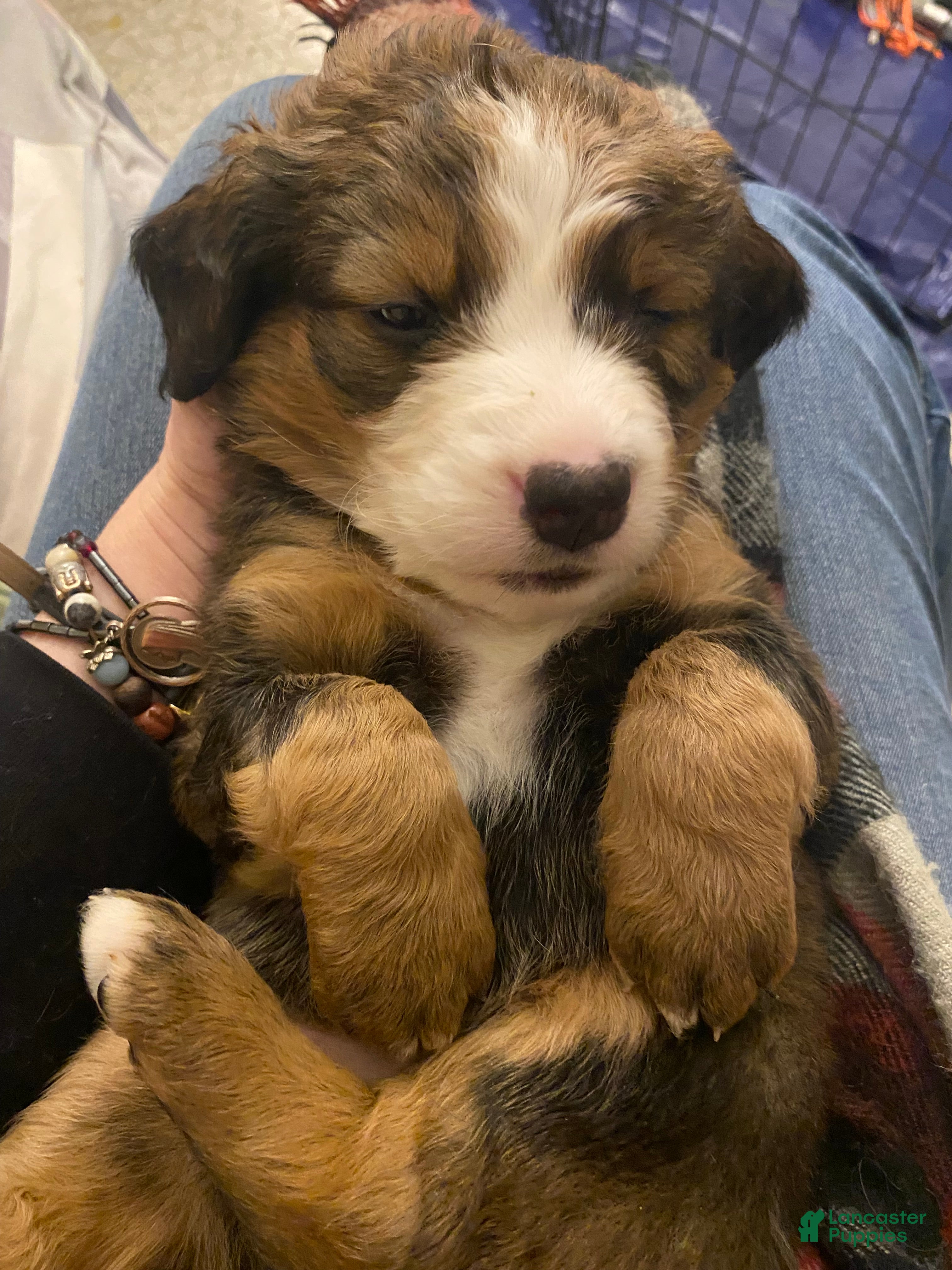 Bernedoodle dogs Bernedoodle Puppy 8 - Ad 36