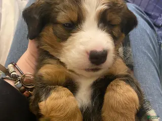 Bernedoodle dogs Bernedoodle Puppy 8 - Ad 36