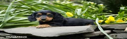 Miniature Dachshund dogs for sale: Henry - Ad 4