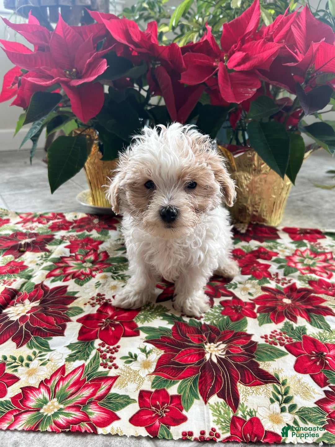 Maltipoo dogs for sale: TEDDY - Ad 3