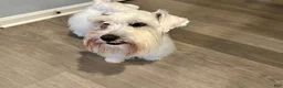 Miniature Schnauzer dogs for sale: Jack - Ad 4