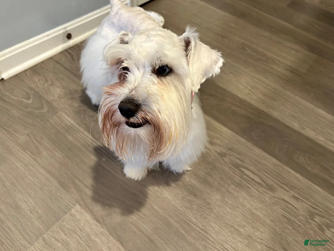 Miniature Schnauzer dogs for sale: Jack - Ad 4