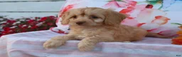 Cavapoo dogs for sale: Apphia - Ad 3