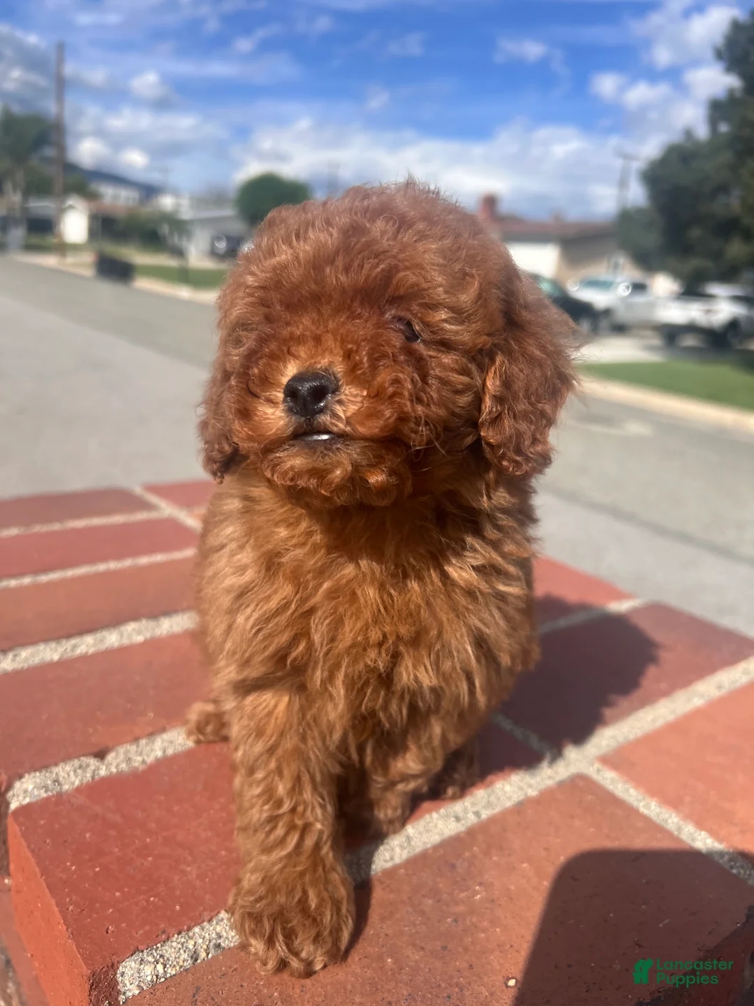Toy Poodle dogs for sale: Toy Poodle Puppy 1 - Ad 2