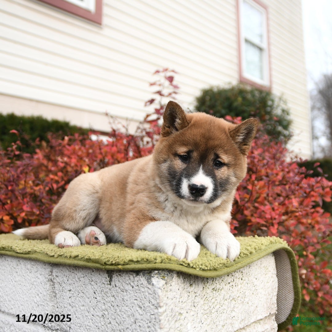 Shiba Inu dogs for sale: Felicity - Ad 2