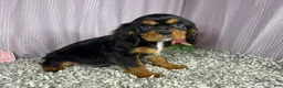 Cavalier King Charles Spaniel dogs for sale: Cavalier King Charles Spaniel 1 - Ad 5