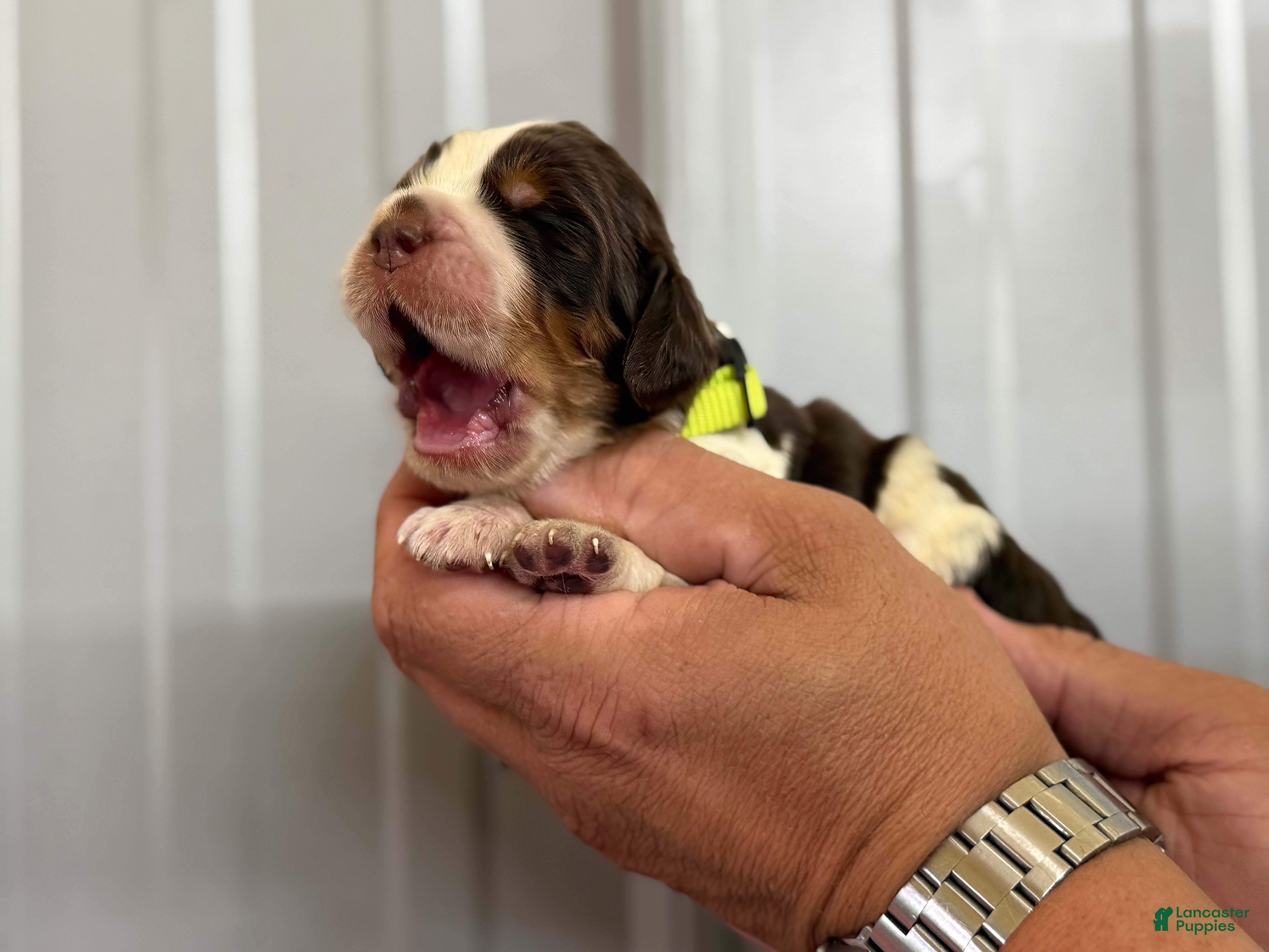 English Springer Spaniel dogs Reef  - Ad 2