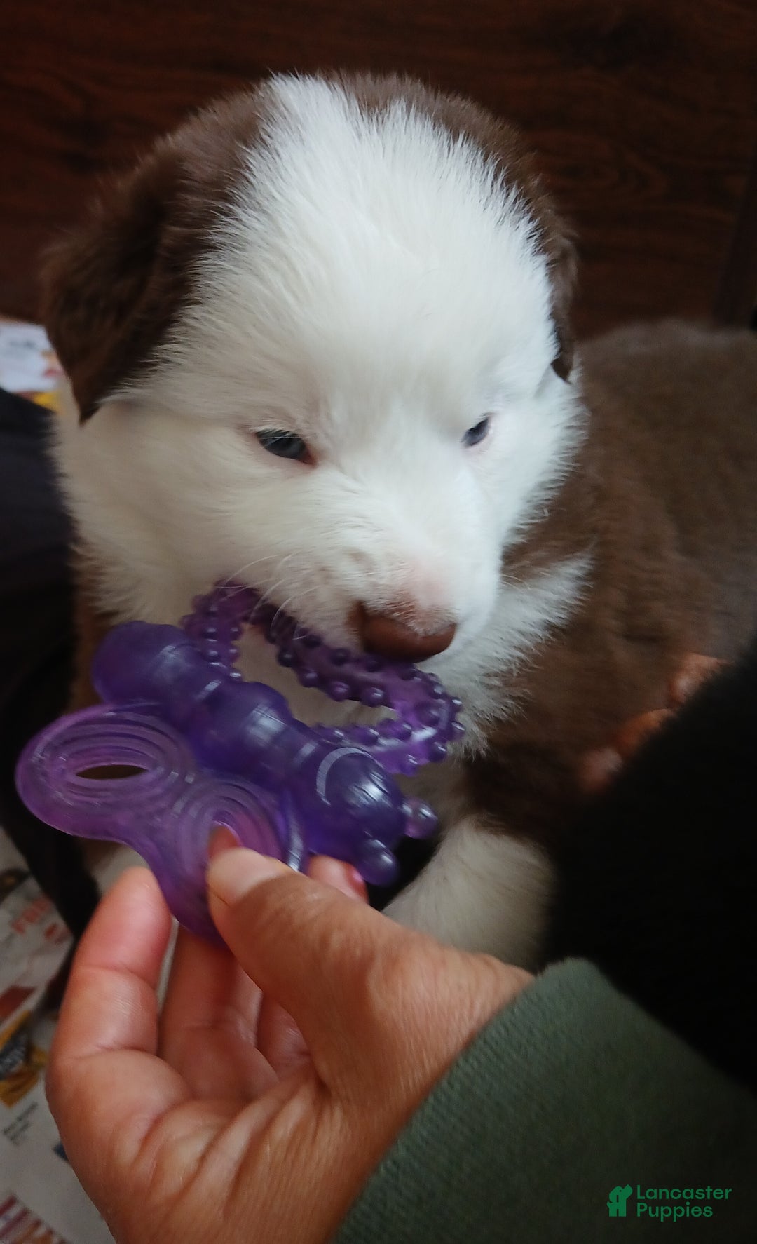 Mixed Breed dogs for sale:  Border Collie Blend - Ad 2