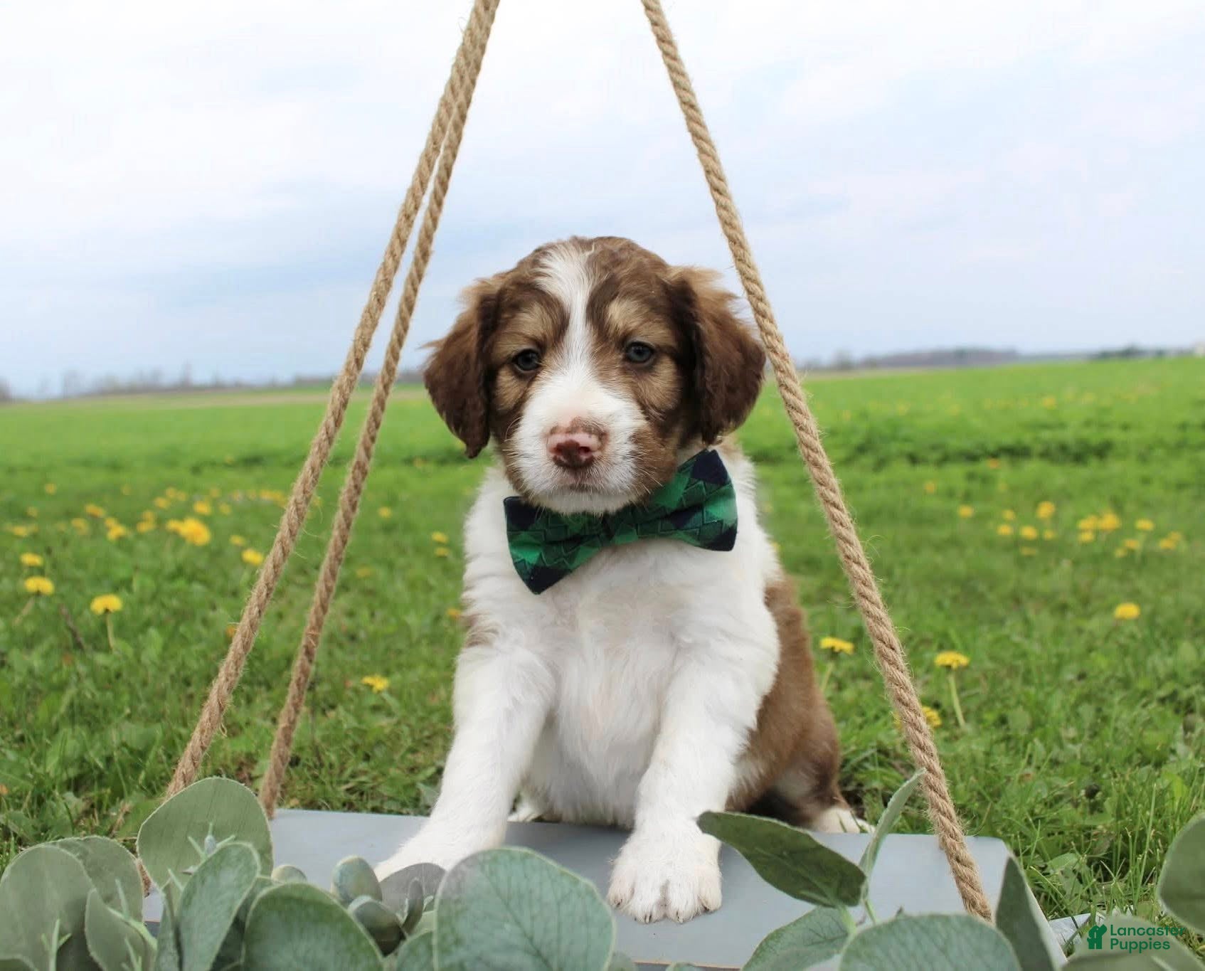 Bordoodle dogs Orion - Ad 2