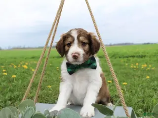 Bordoodle dogs Orion - Ad 3