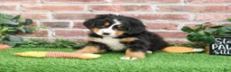 Bernese Mountain Dog dogs for sale: Stockings  - Ad 12