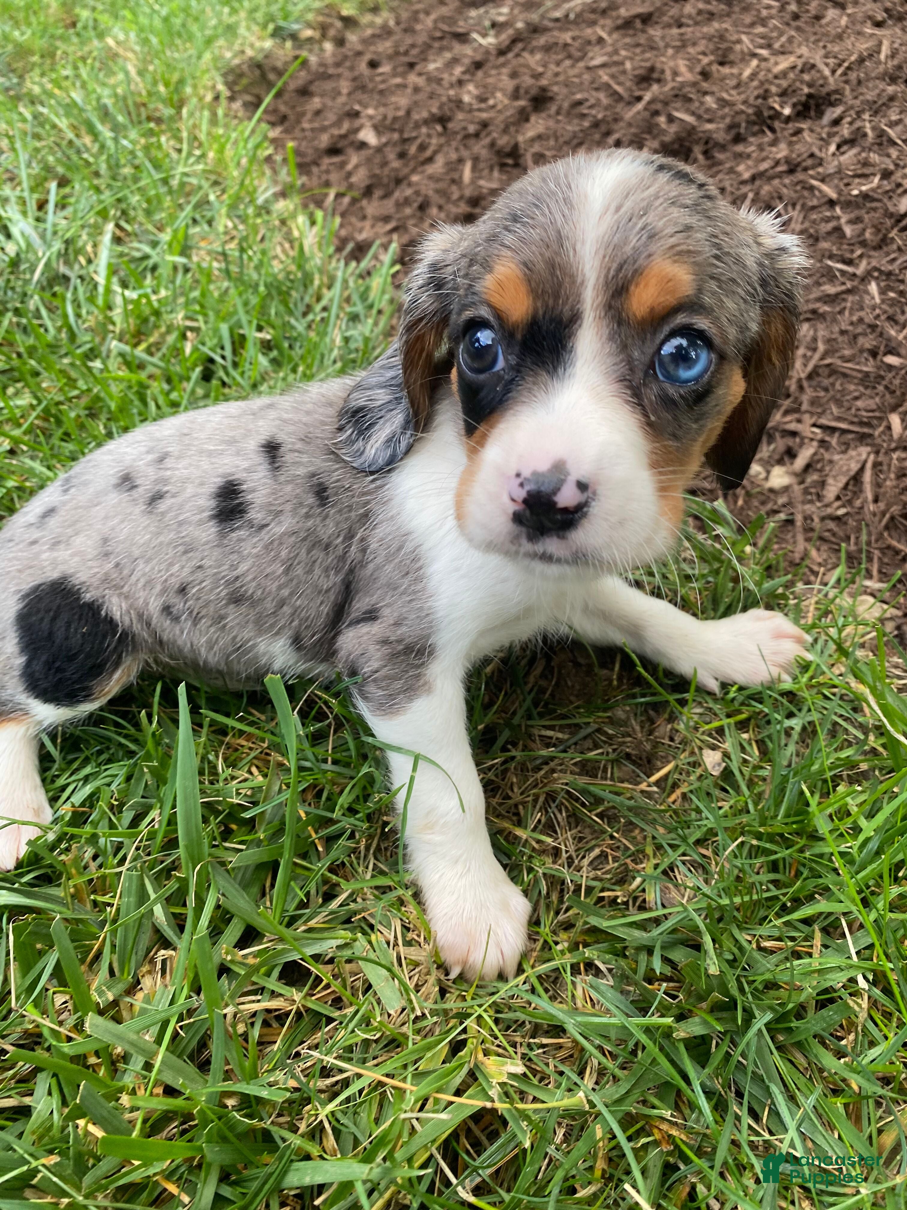 Beaglier dogs Ace - Ad 1