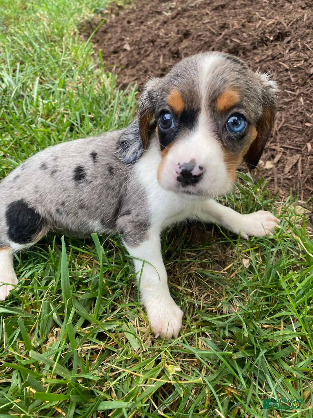 Beaglier dogs for sale: Ace - Ad 1