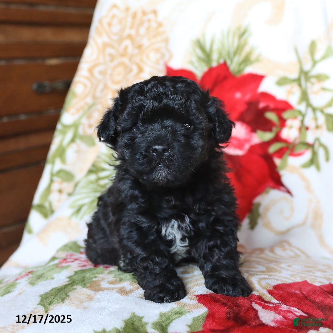 Mixed Breed dogs for sale: Chocolate - Ad 1