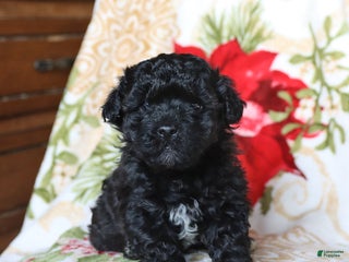 Mixed Breed dogs Chocolate - Ad 18