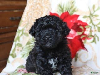 Mixed Breed dogs Chocolate - Ad 7