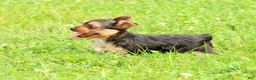 Yorkshire Terrier dogs for sale: Dolly - Ad 9
