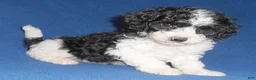 Shihpoo dogs for sale: Snoopy - Ad 17