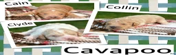 Cavapoo dogs for sale: Collin Cavapoo 3 - Ad 4