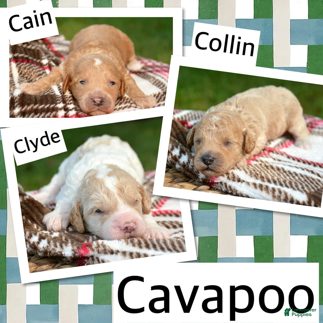 Cavapoo dogs for sale: Collin Cavapoo 3 - Ad 4