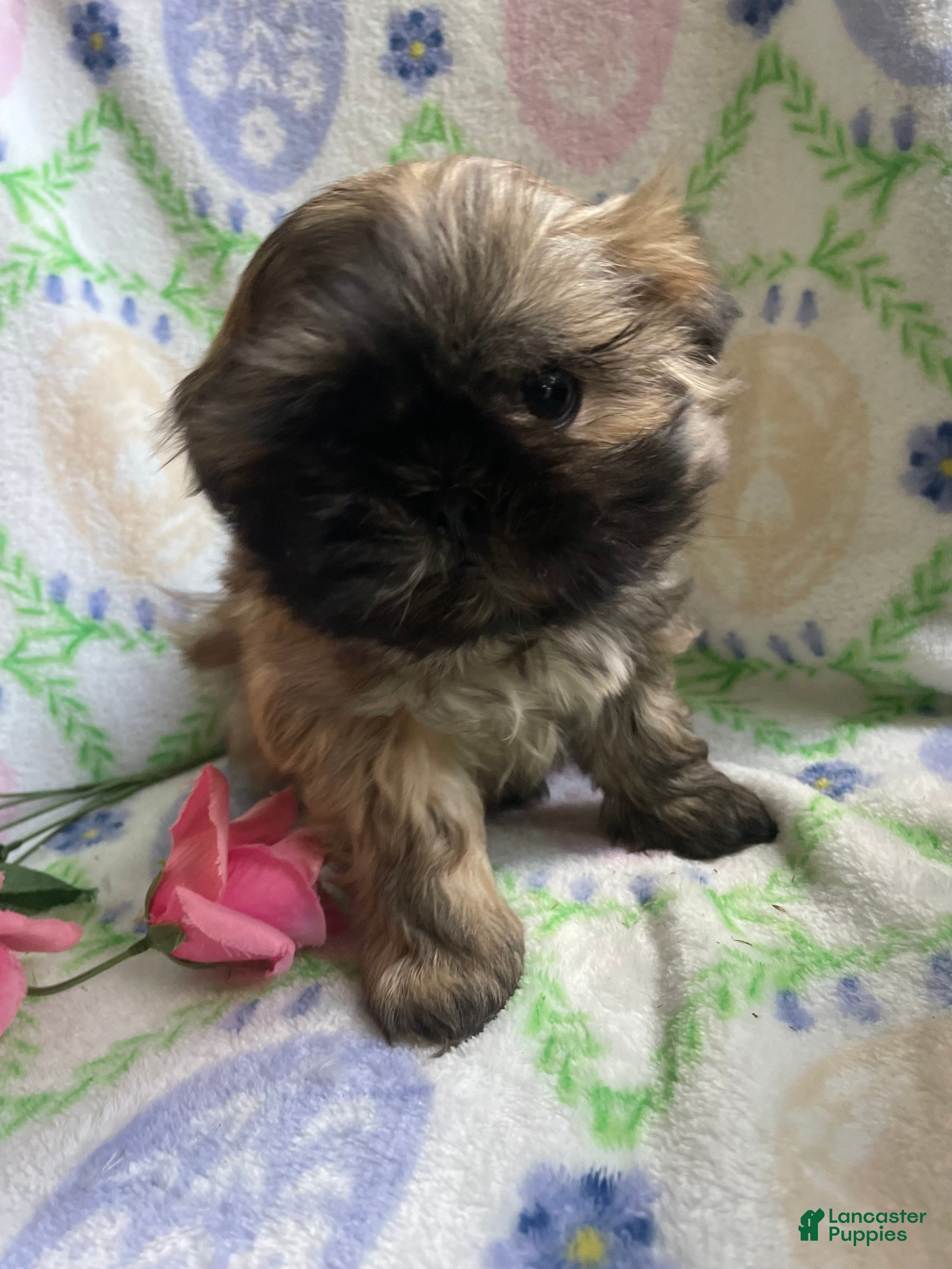 Shih Tzu dogs Ringo - Ad 29
