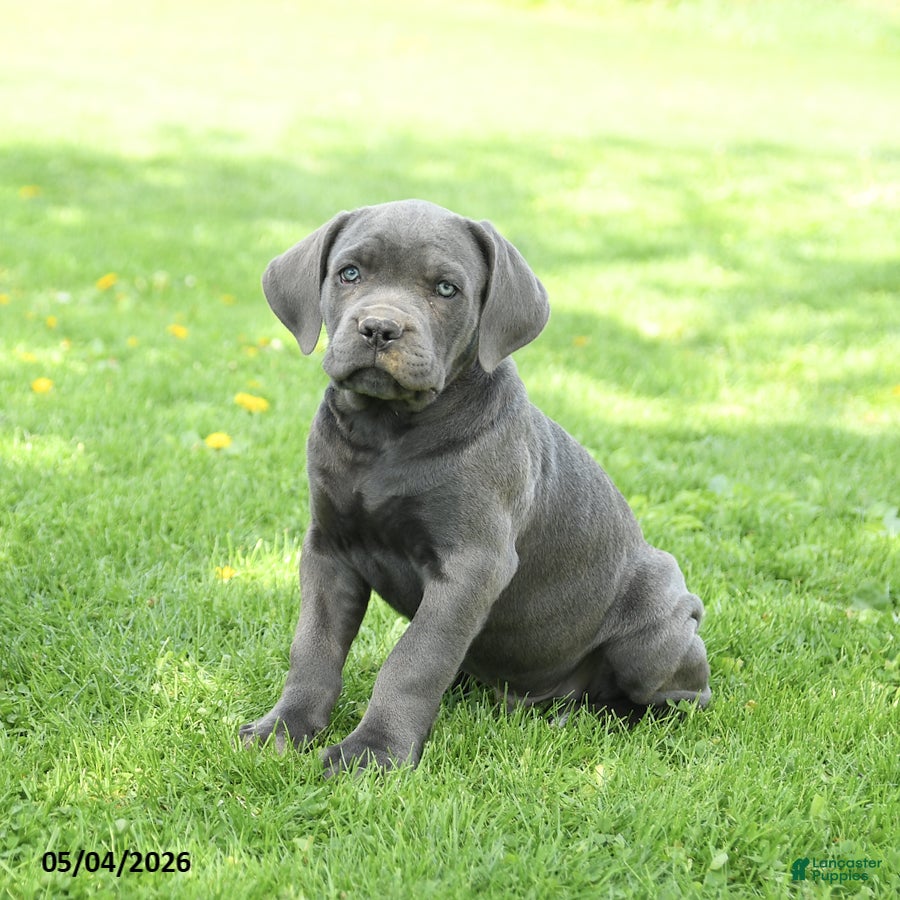 Cane Corso dogs for sale: Sterling - Ad 1