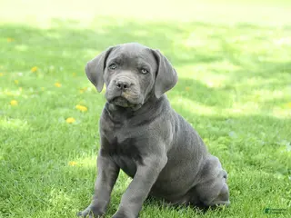 Cane Corso dogs for sale: Sterling - Ad 1