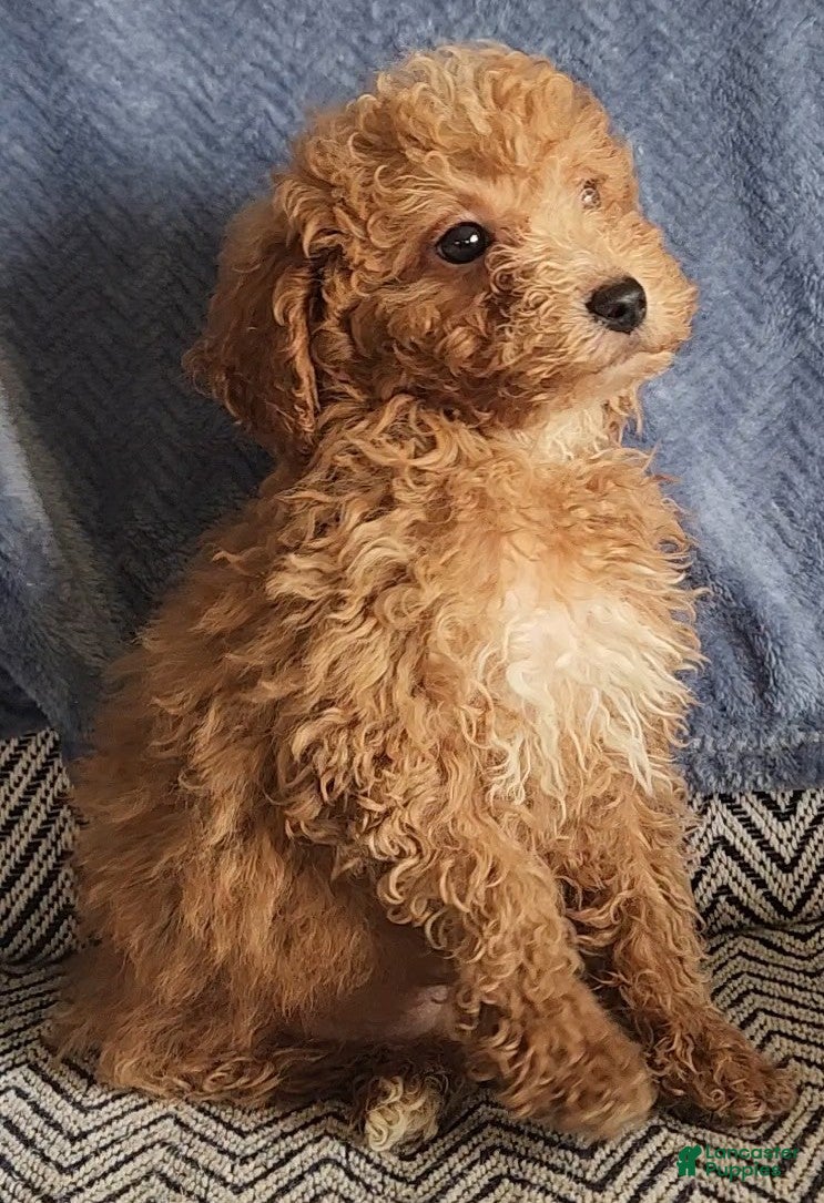 Mixed Breed dogs Petey - Ad 2