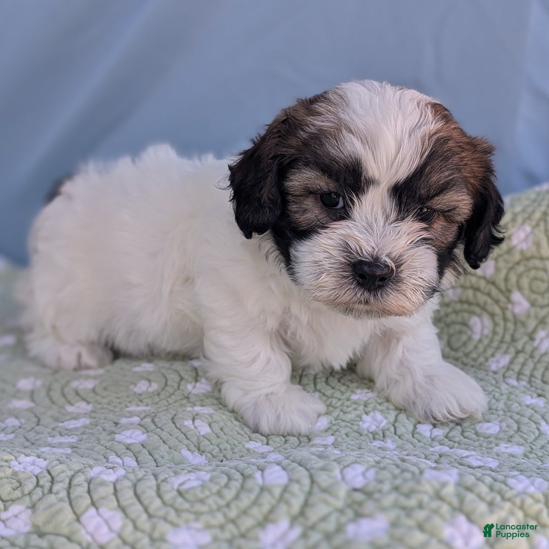 Teddy Bear dogs for sale: Marshmallow - Ad 5