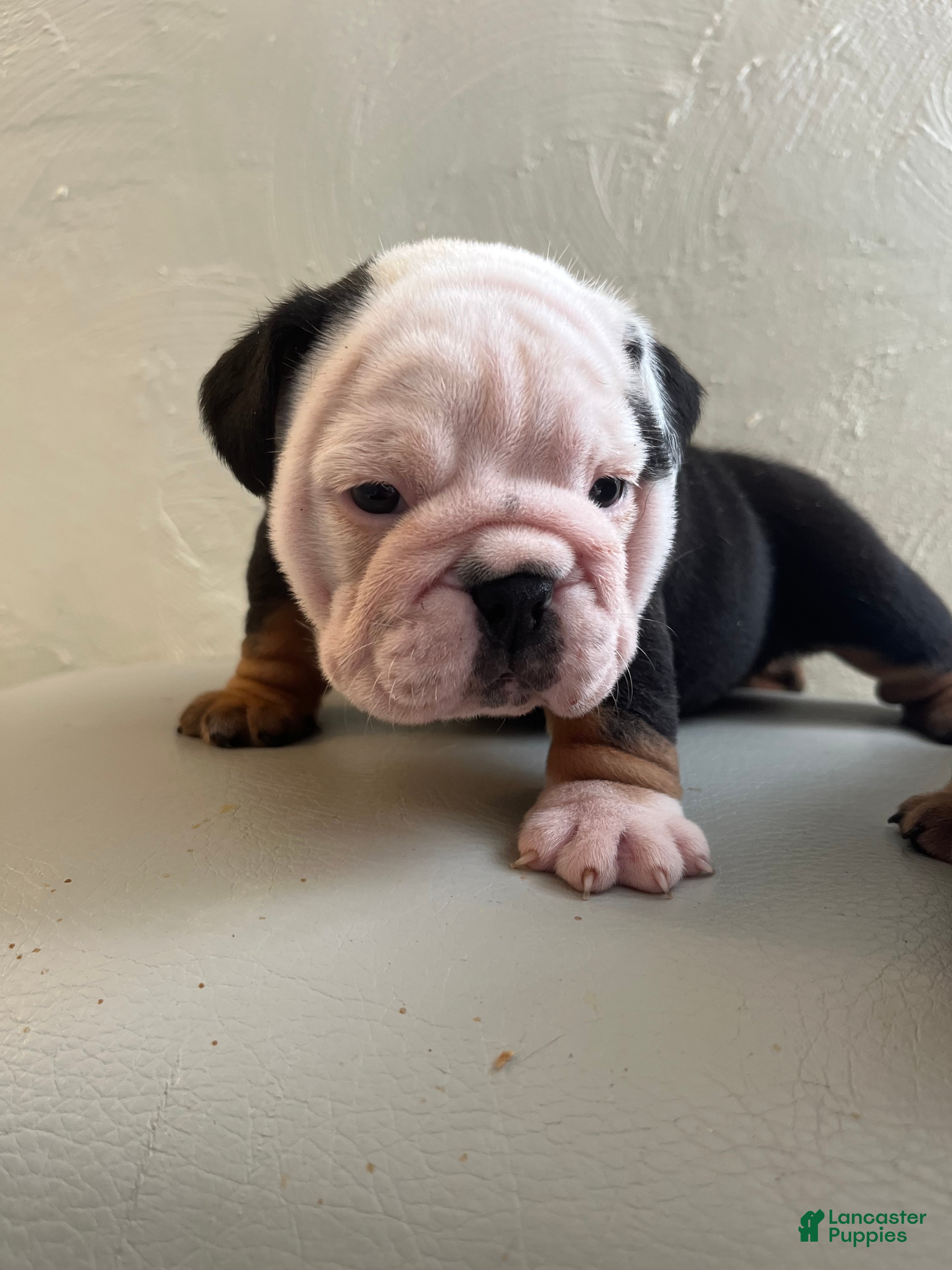 English Bulldog dogs English Bulldog 1 - Ad 17