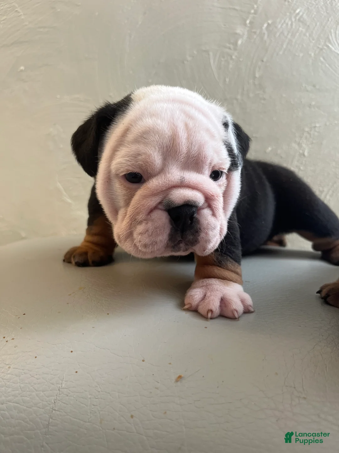 English Bulldog dogs for sale: English Bulldog 1 - Ad 1