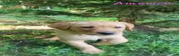 Labrador Retriever dogs for sale: America - Ad 3