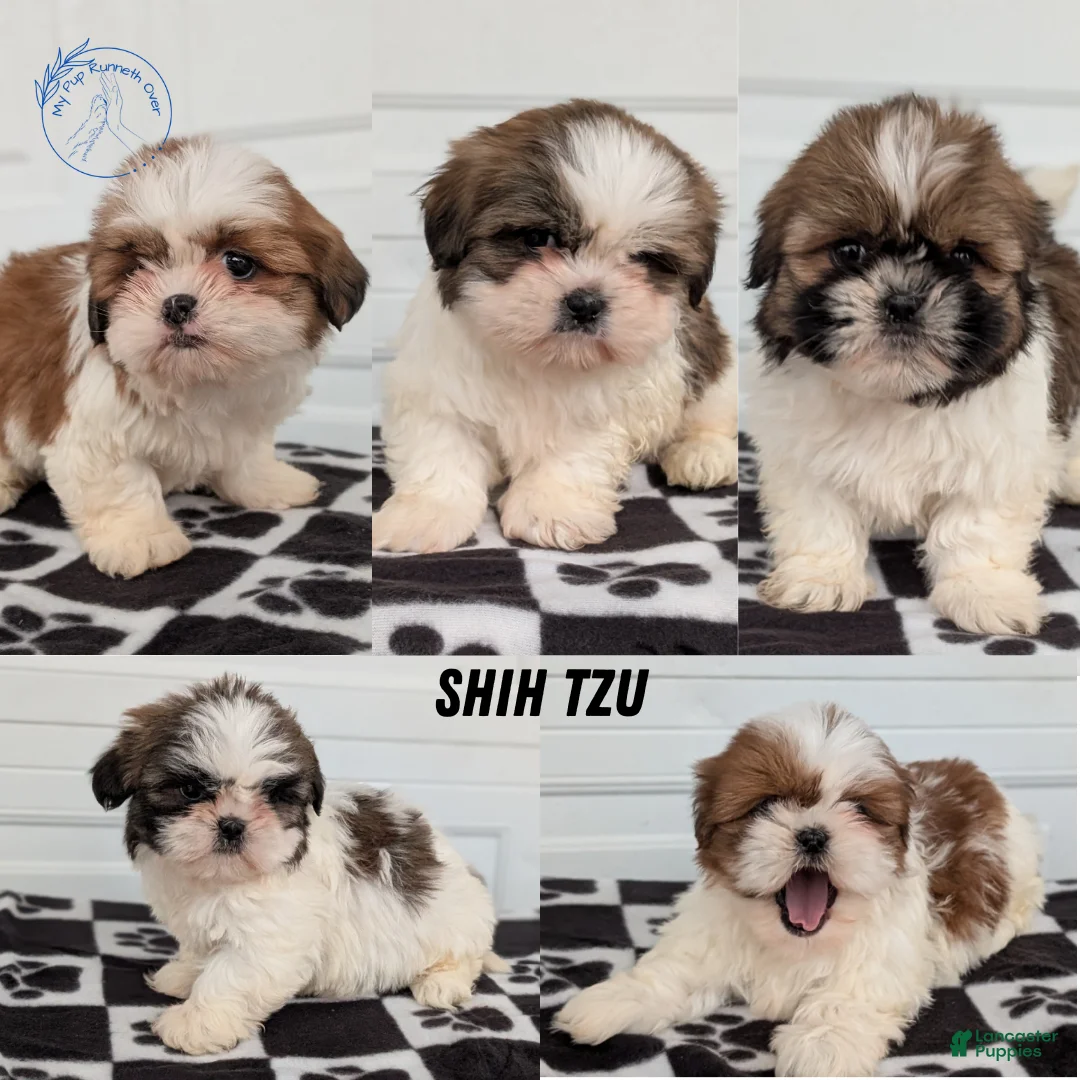 Shih Tzu dogs for sale: Parker - Ad 14