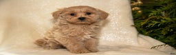 Bichpoo dogs for sale: Roxanne - Ad 2