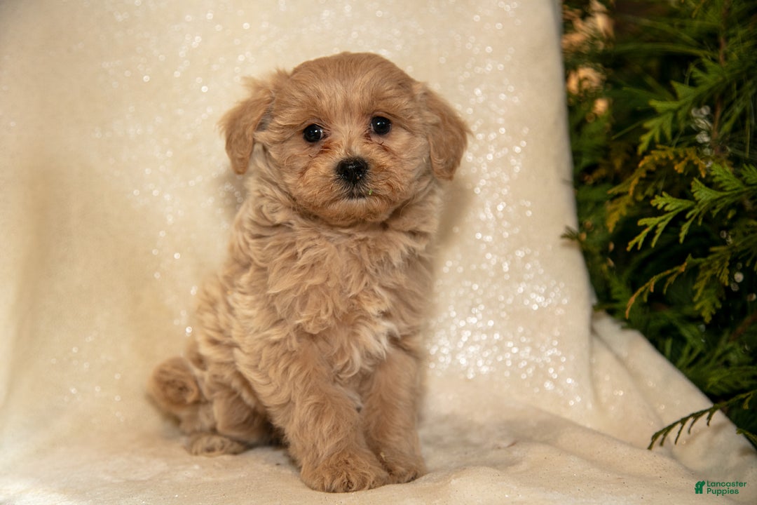 Bichpoo dogs for sale: Roxanne - Ad 2