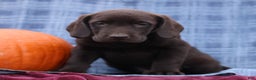 Labrador Retriever dogs for sale: James  - Ad 2