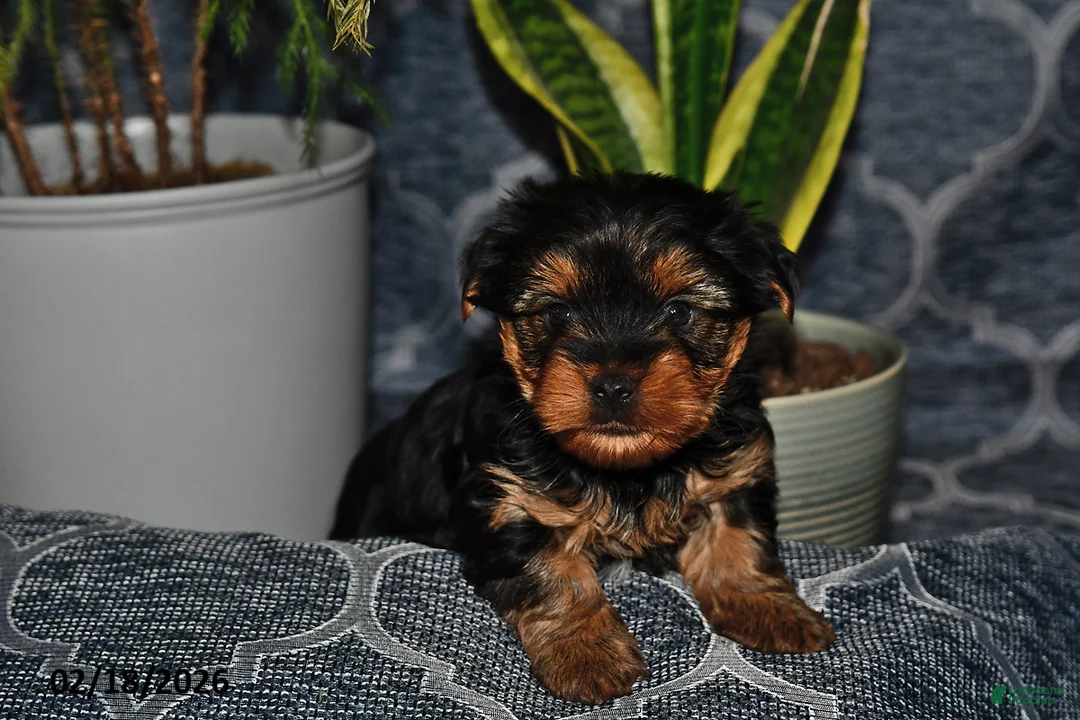 Yorkshire Terrier dogs for sale: Tennessee - Ad 1