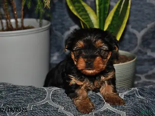 Yorkshire Terrier dogs for sale: Tennessee - Ad 4