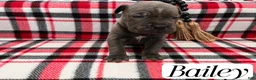 Cane Corso dogs for sale: Nikki - Ad 46