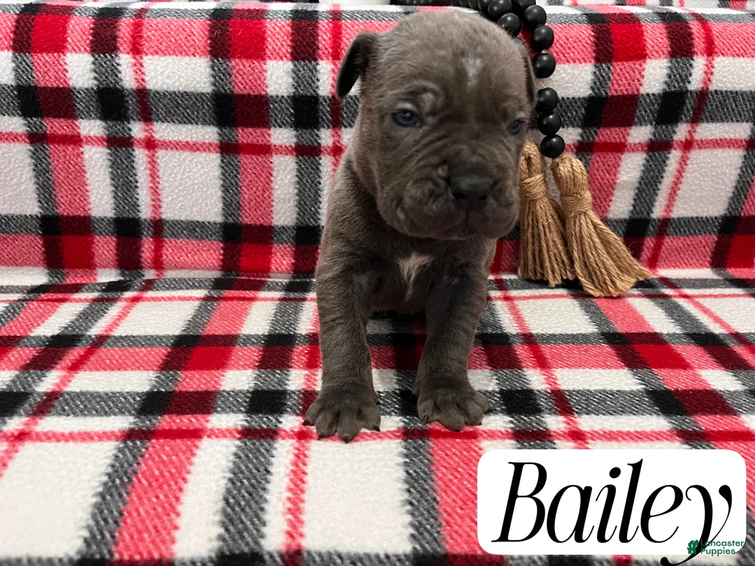 Cane Corso dogs for sale: Nikki - Ad 46