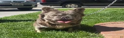 French Bulldog dogs for sale: Marlo - Ad 7