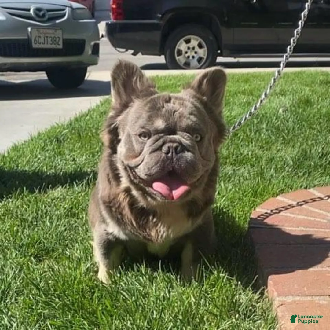 French Bulldog dogs for sale: Marlo - Ad 7