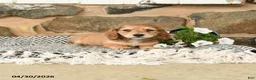 Miniature Dachshund dogs for sale: Karla - Ad 3