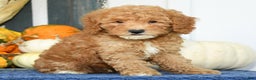 Mixed Breed dogs for sale: Wilbur - Ad 4