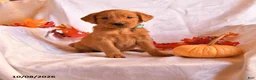 Golden Retriever dogs for sale: Buddy - Ad 1