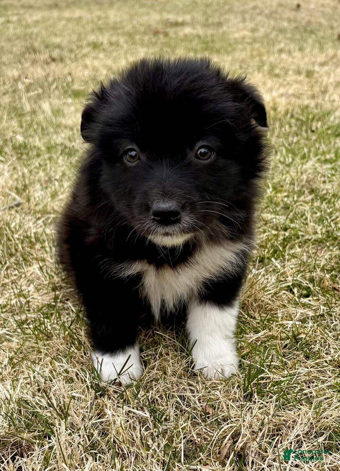 Australian Shepherd dogs Miniature Australian Shepherd Puppy 1 - Ad 1