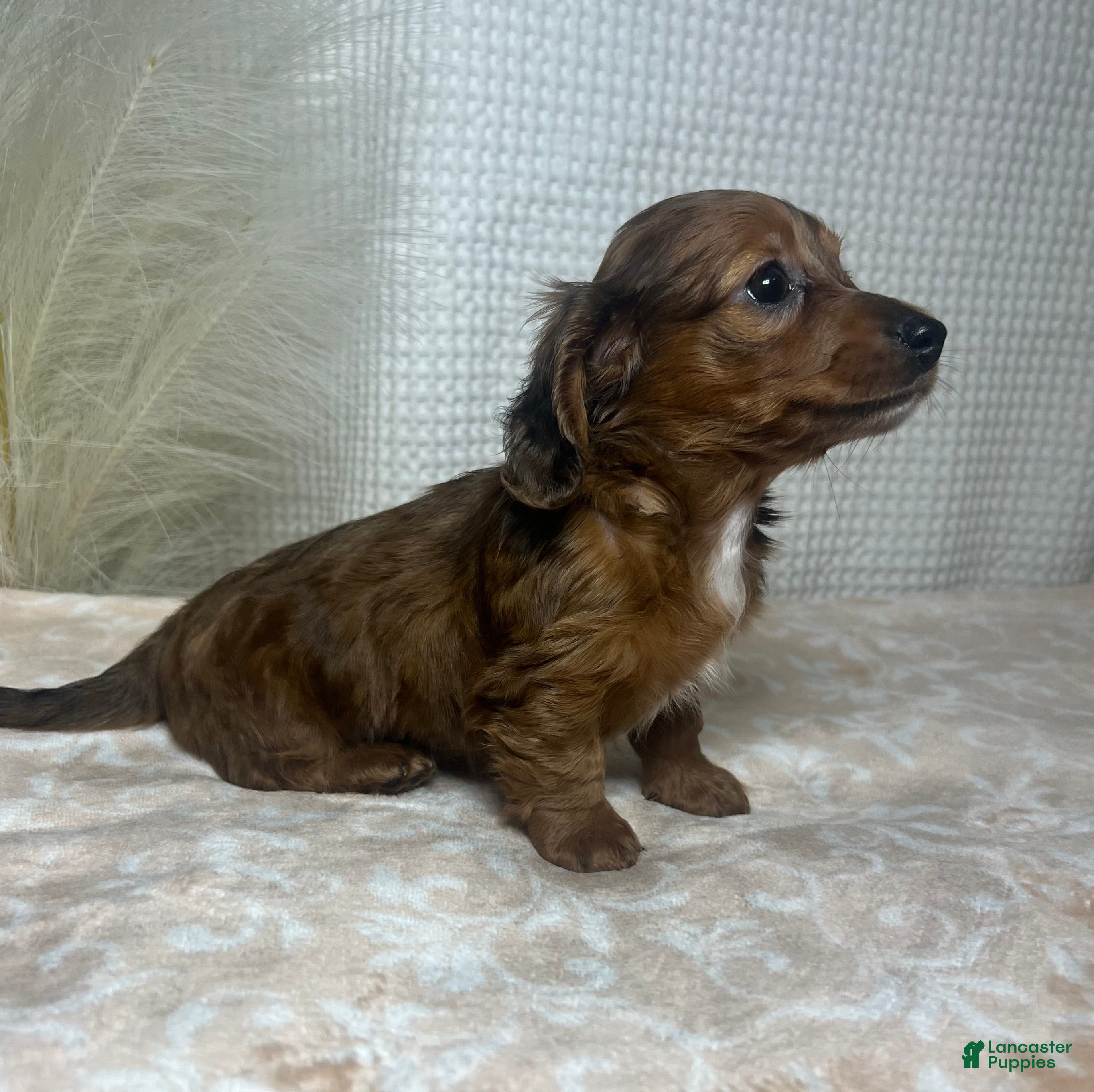 Miniature Dachshund dogs Tula  - Ad 2