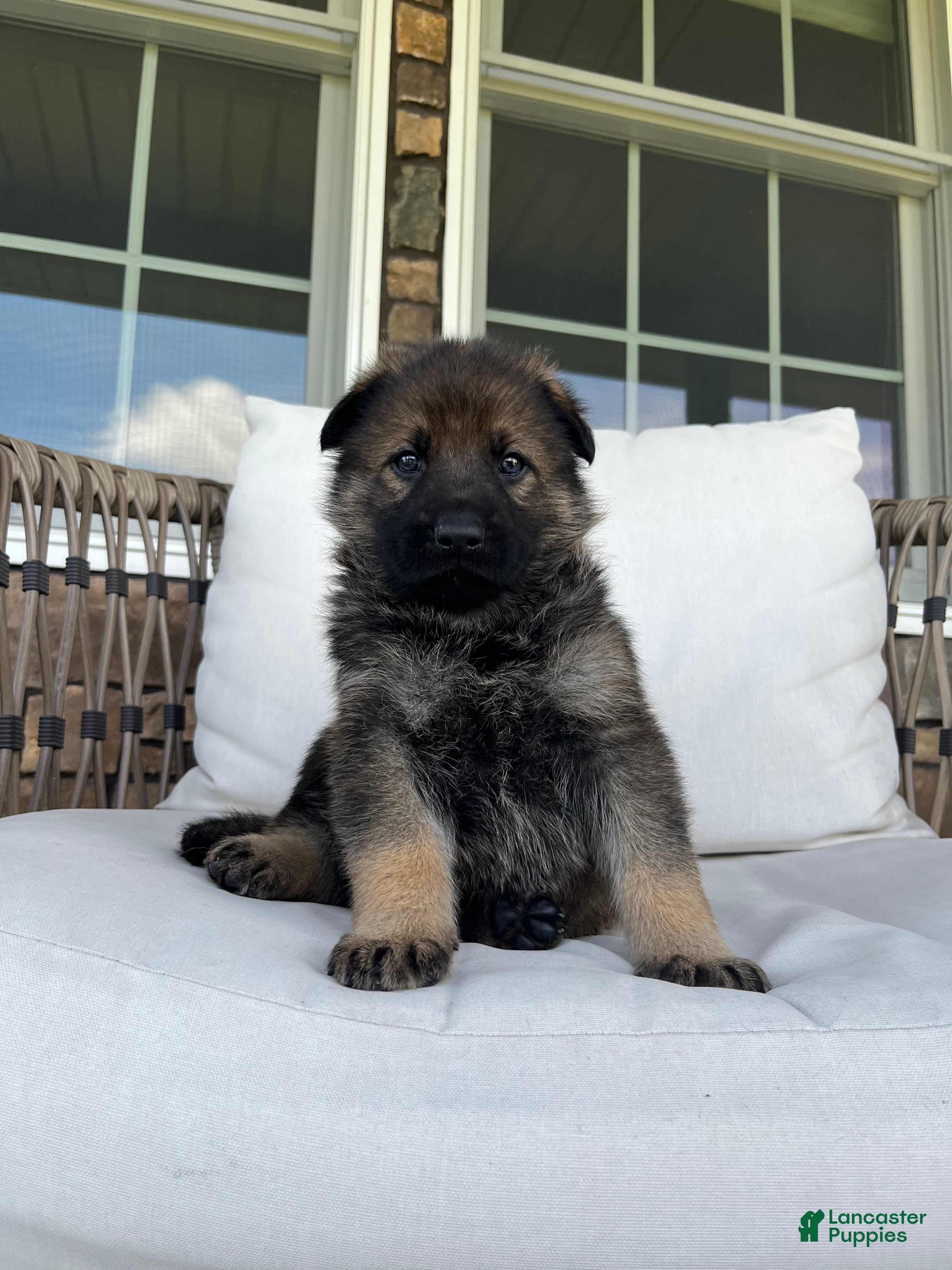 German Shepherd dogs Slate - Ad 1
