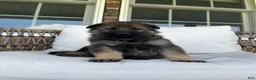 German Shepherd dogs for sale: Slate - Ad 1