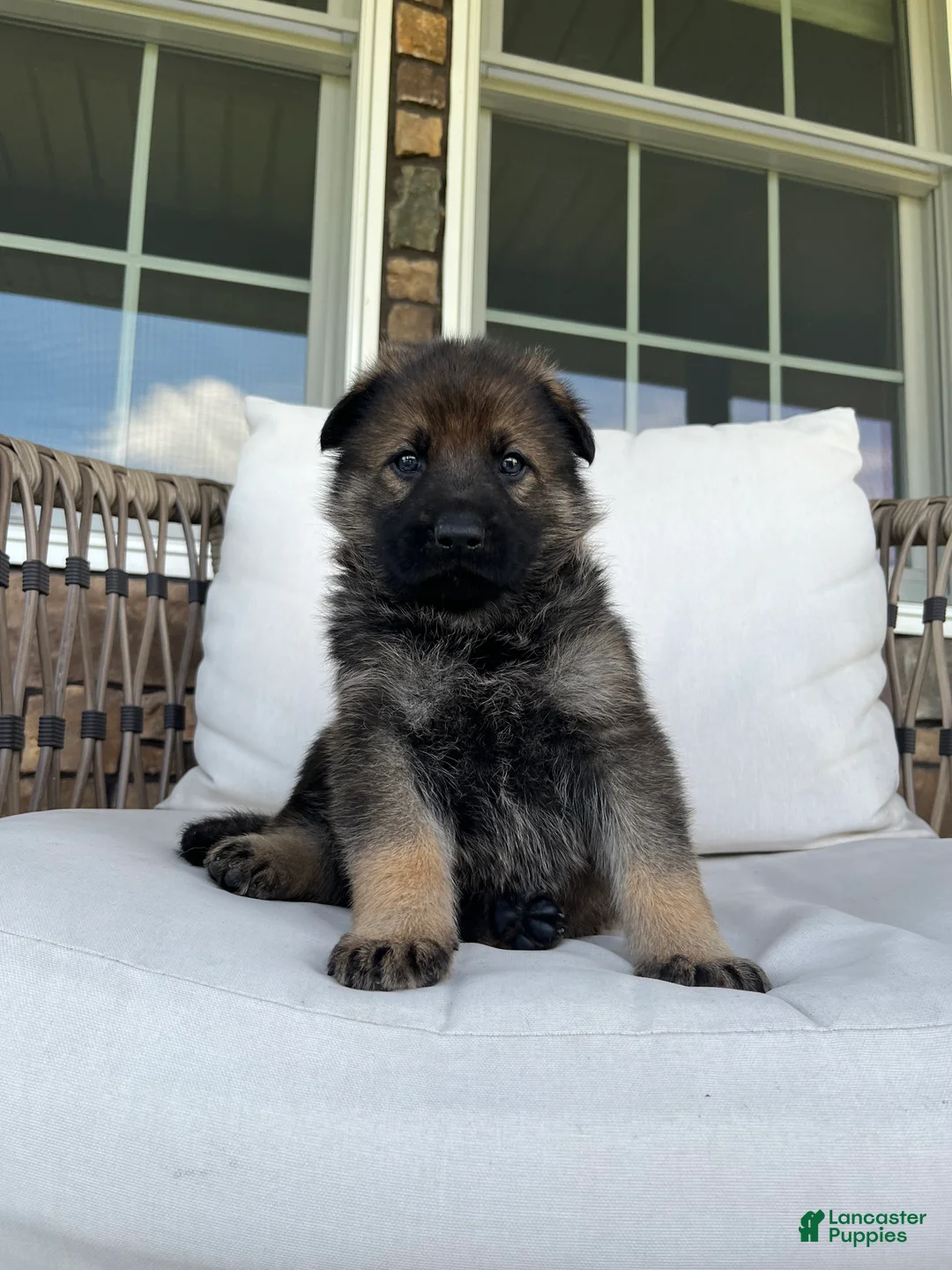 German Shepherd dogs for sale: Slate - Ad 1